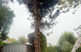 élagage