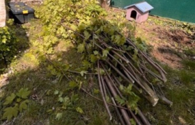élagage